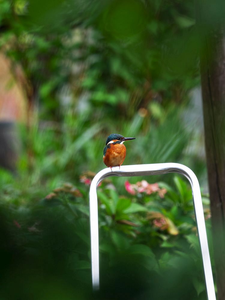 Foto eines Eisvogels