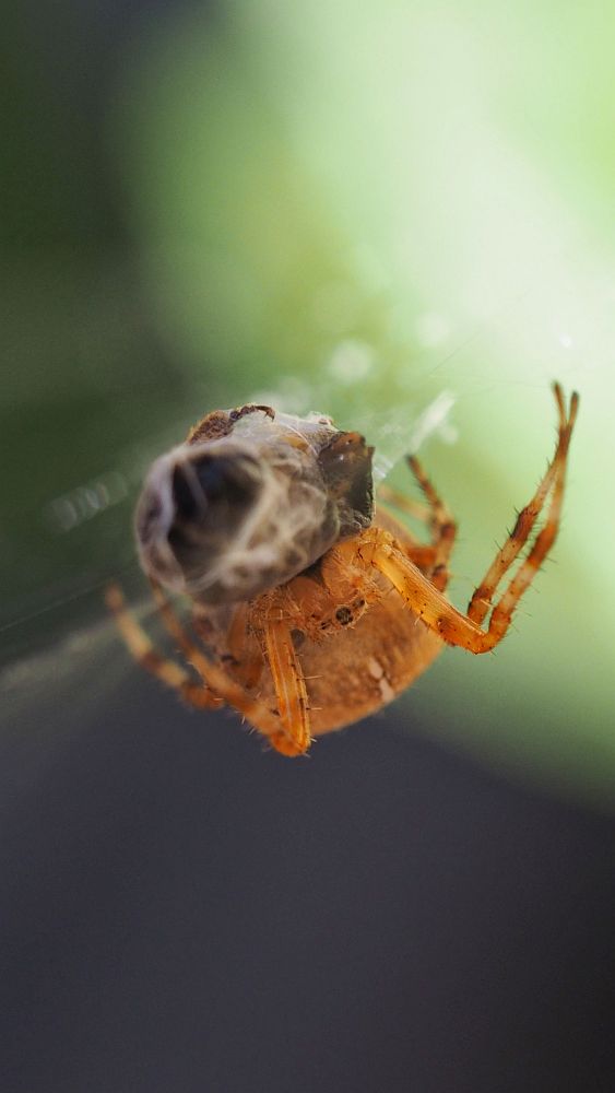 Makroaufnahme einer Spinne mit gefangener Fliege