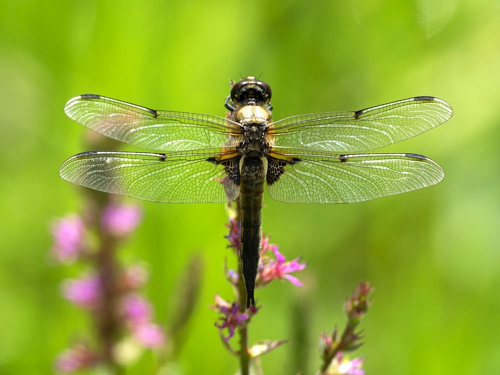 foto von Libelle