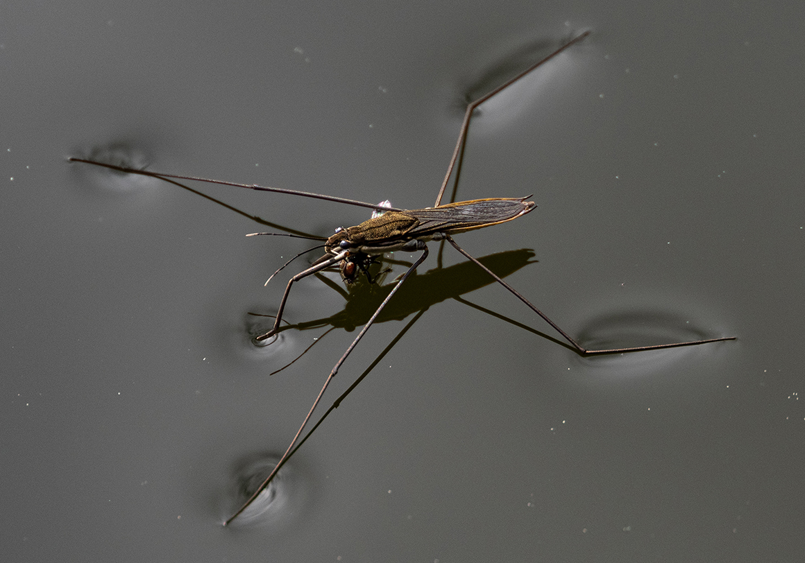 Nahaufnahme von einem Wasserläufer der eine Fliege isst