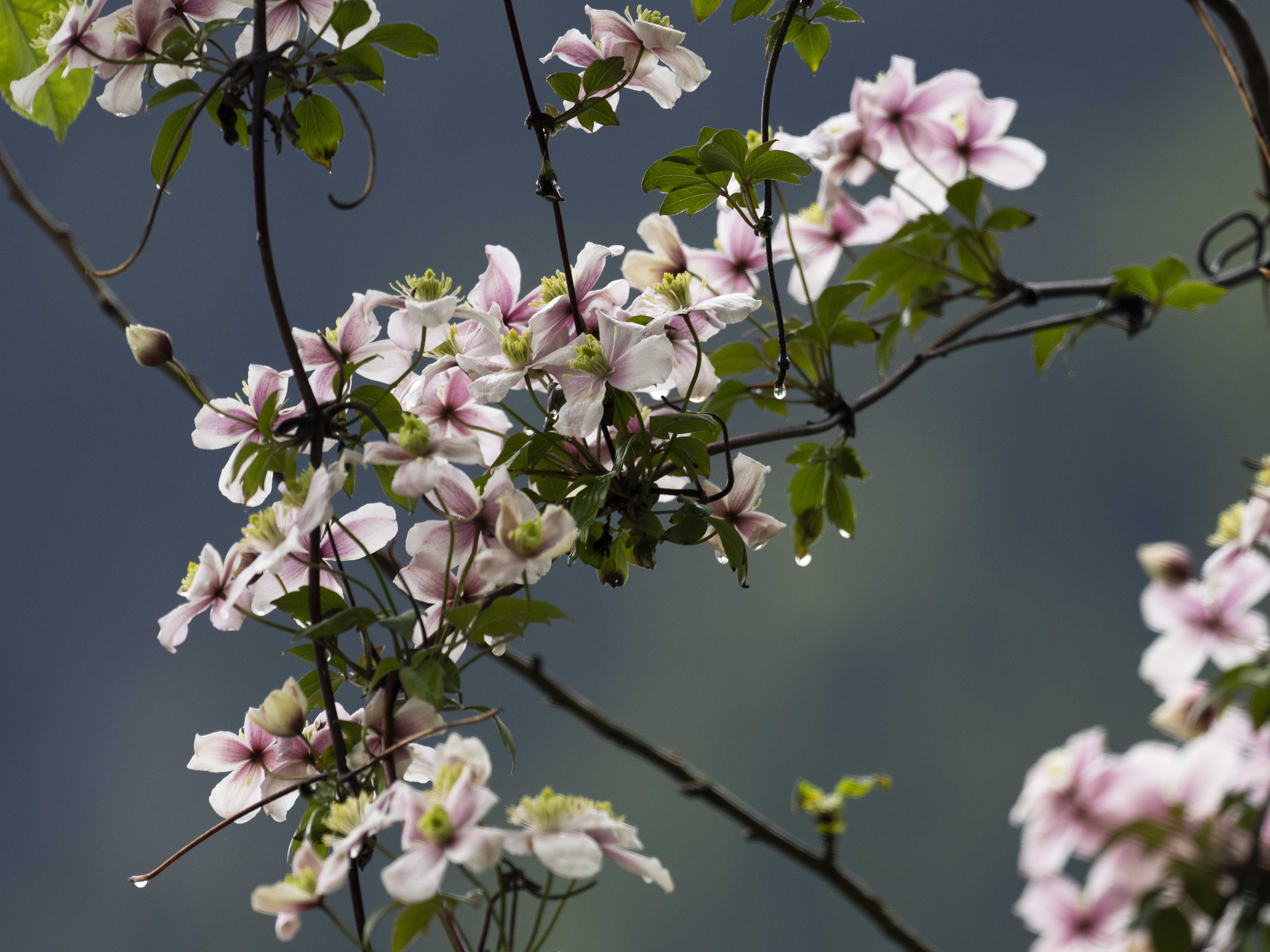 Nahaufnahme von einer clematis