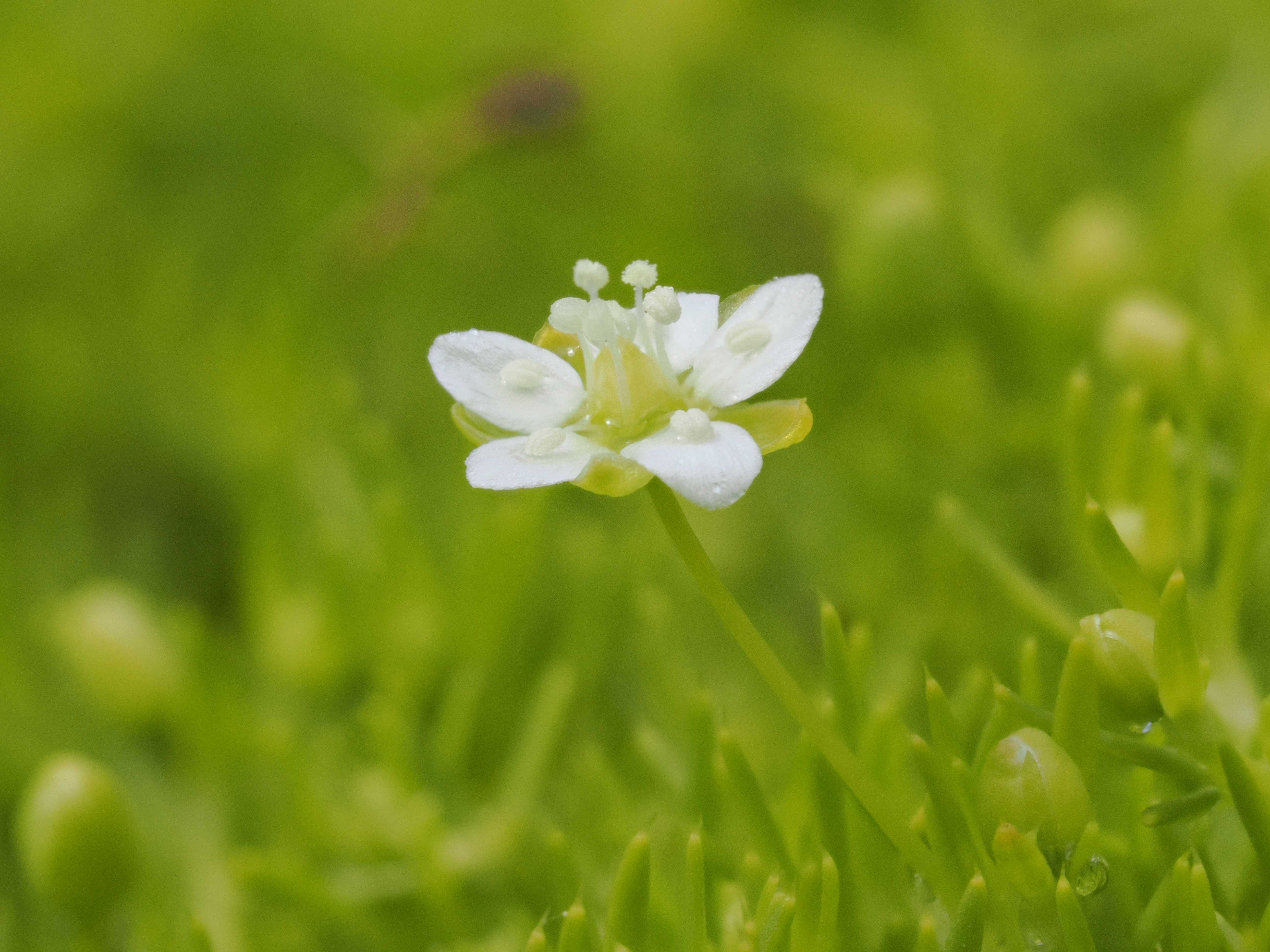 Nahaufnahme von einer Moosblüte